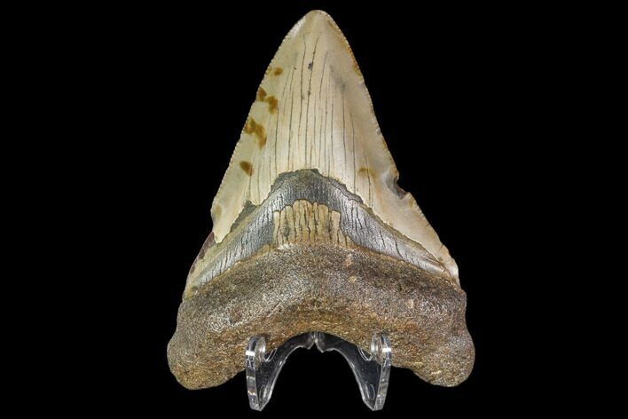 Fossil Megalodon Tooth - North Carolina #104993